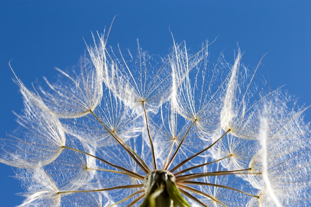 Dandelion with seeds blowing in the blue sky