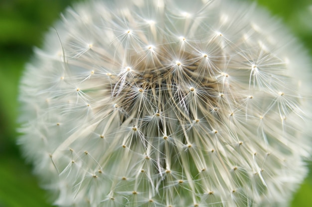 A dandelion with the seeds in the center