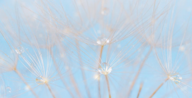 Dandelion with water drops over light blue background