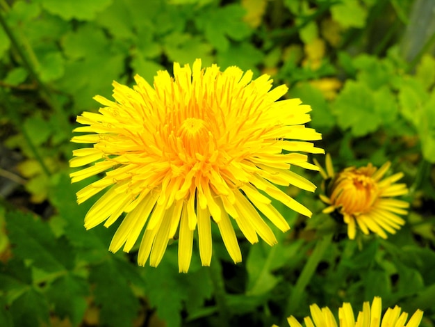 Dandelion yellow blooming