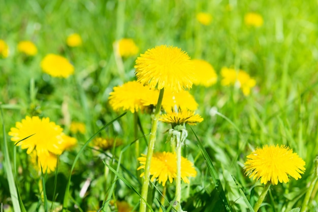 Dandelion yellow flowers