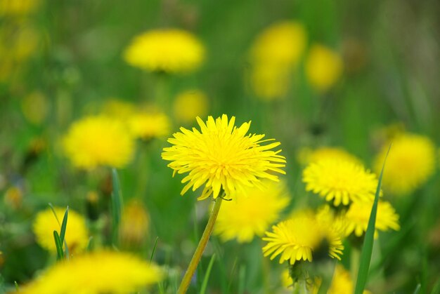 Dandelion