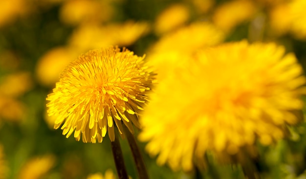 Dandelion