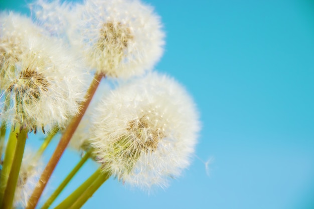 Dandelions against the sky. Selective focus. Nature.