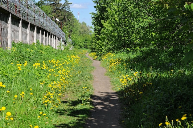 Dandelions along the path on a summer morning Moscow region Russia