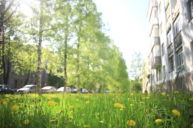 Photo dandelions field city / abstract summer landscape field with yellow flowers in the suburbs