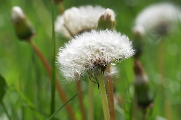 Dandelions on a field with green grass