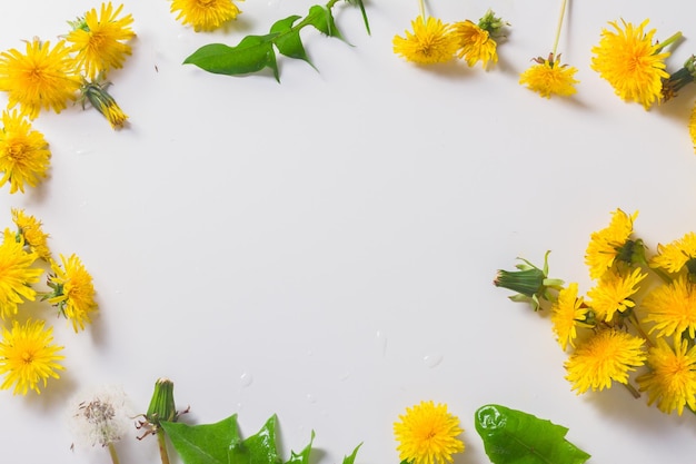 Dandelions flowers flat lay scene frame of flowers and leaves on white with copy space