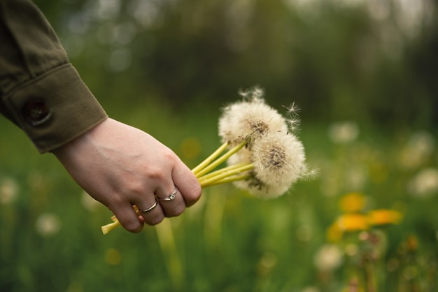 Dandelions in a girl's hand