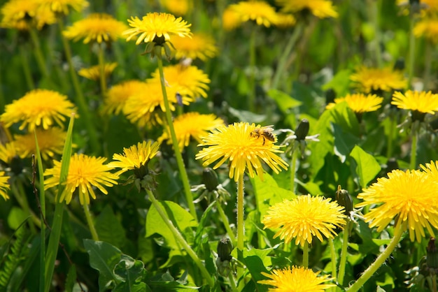 dandelions on a green meadow. Bee collects pollen and honey