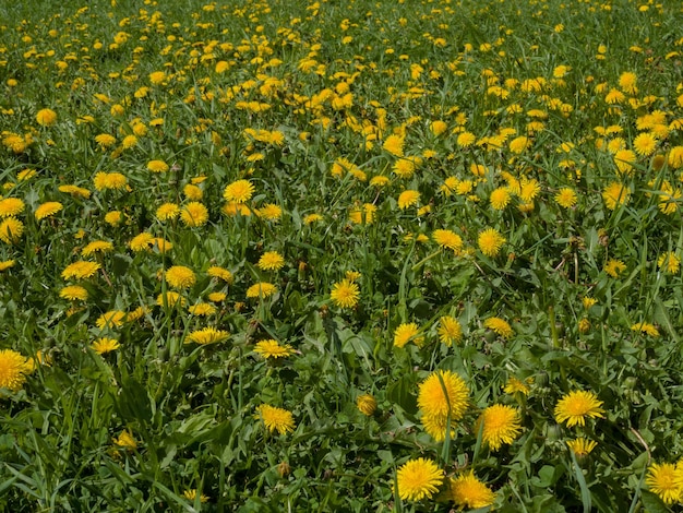 Dandelions On A Green Meadow In Spring