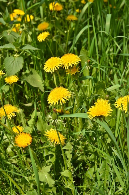 Dandelions in the meadow