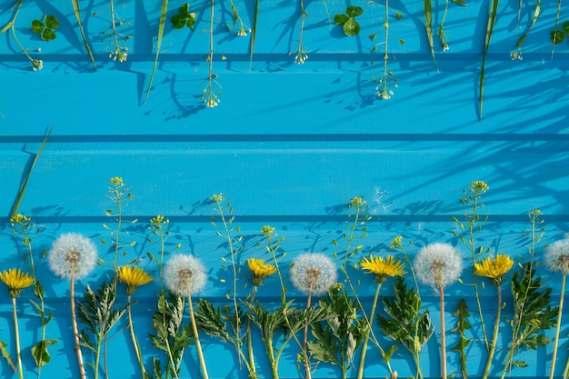 Dandelions and other summer flowers on a blue wooden background Congratulations invitations or greeting card concept with copy space