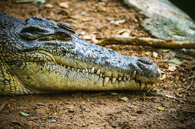 Dangerous animals alligator head and teeth focus