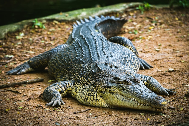 Dangerous animals alligator in the water