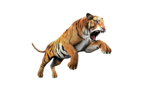 Dangerous Bengal Tiger Isolated on White Background with Clipping Path