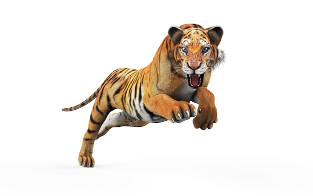 Dangerous Bengal Tiger Isolated on White Background with Clipping Path