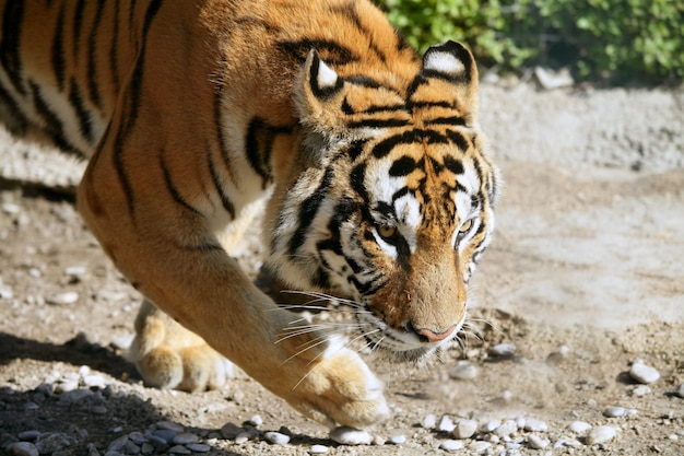 Dangerous bengal tiguer