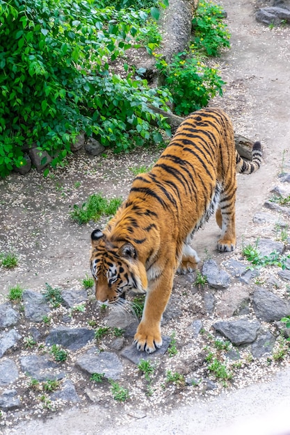 A dangerous big tiger sneaks among the thickets Tiger stalking prey