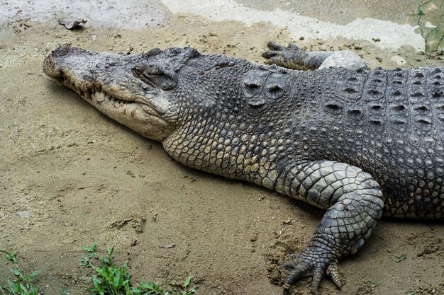 Dangerous crocodile on the lake