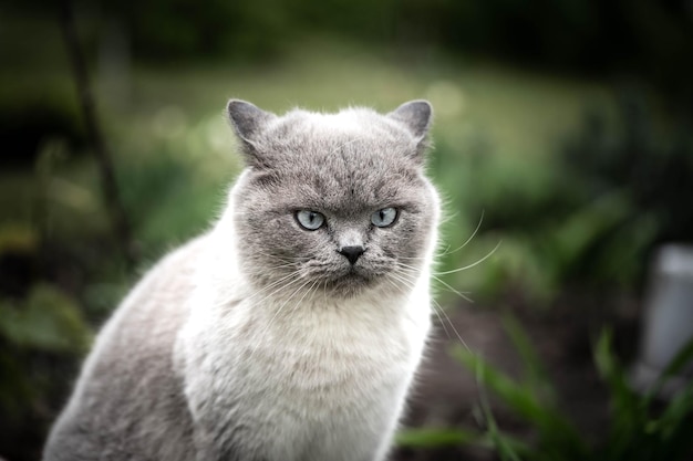 Dangerous domestic cat with an evil look incredible wildlife