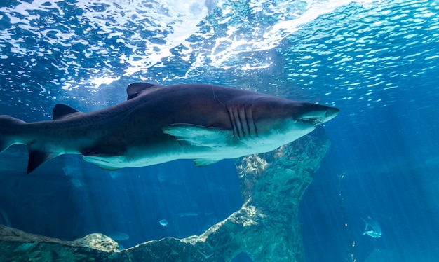 dangerous and huge shark swimming under sea