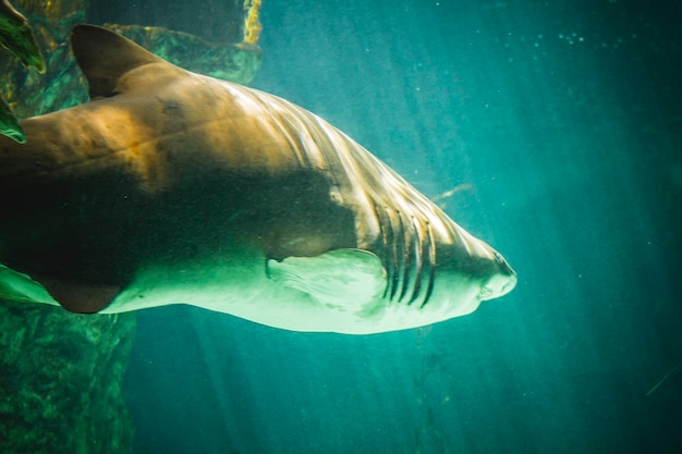 dangerous and huge shark swimming under sea