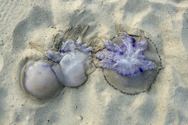 Dangerous jellyfish dead on beach sand