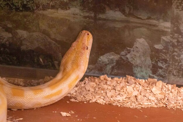 dangerous poisonous snakes but beautiful ones locked in glass enclosures