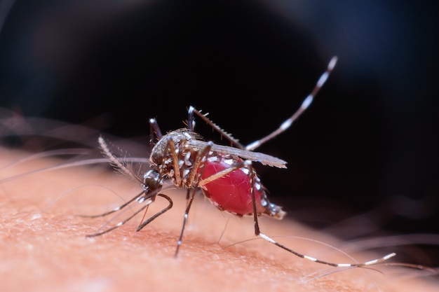 Dangerous Zica virus aedes aegypti mosquito on human skin ,