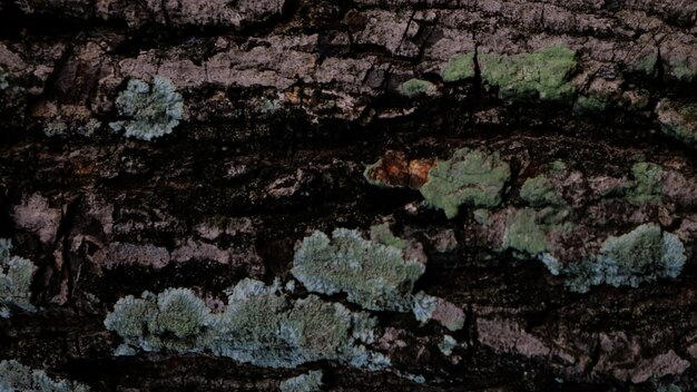 Dark Abstract Wood Bark Texture Background