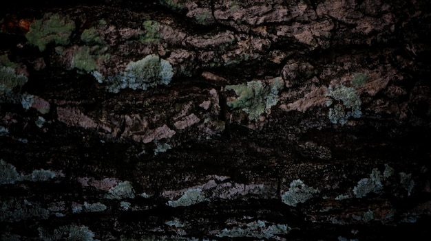 Dark Abstract Wood Bark Texture Background