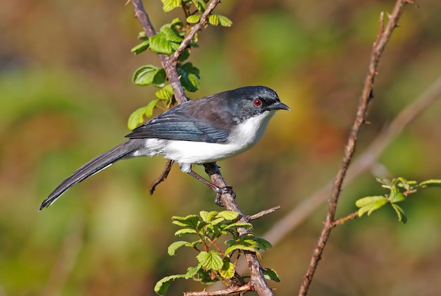 Dark-backed Sibia Heterophasia melanoleuca Beautiful Birds of Thailand