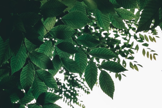 Dark background of green leaves