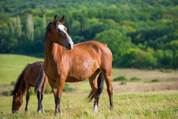 Dark bay horses in a meadow with green grass