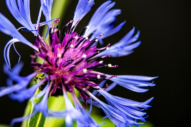 Dark blue cornflower isolated on dark