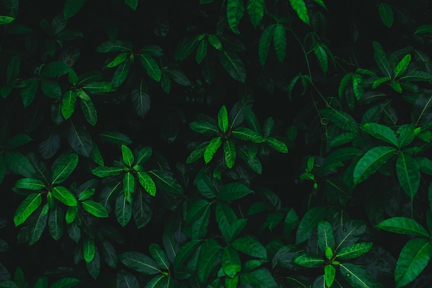 Dark botanical background with tropical leaves