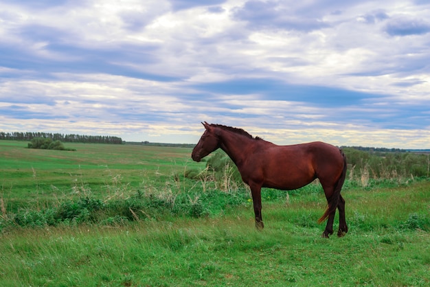 A dark brown horse stands on a green meadow