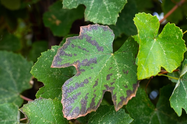 Dark brown spots on a vine leaf on a vine Diseases of grapes