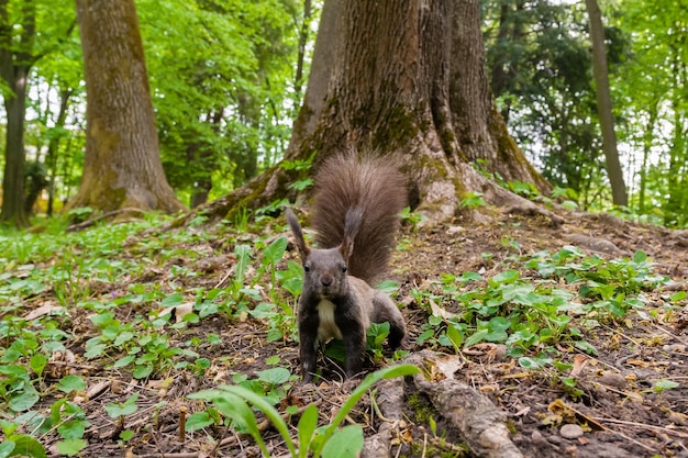 Dark brown squirrel black gray