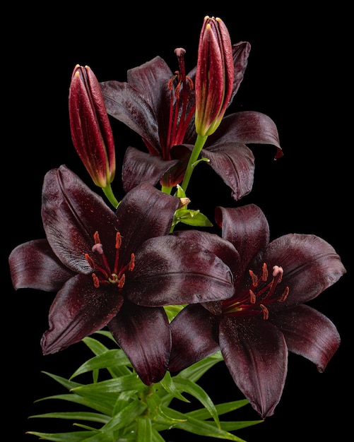 Dark burgundy flower of lily isolated on black background