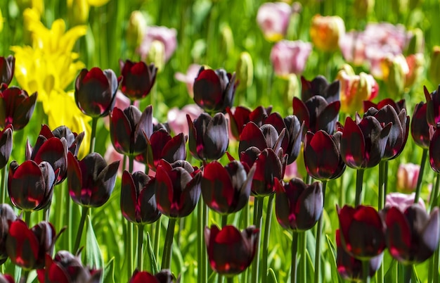 Dark burgundy tulips in a flower bed are illuminated by the bright spring sun