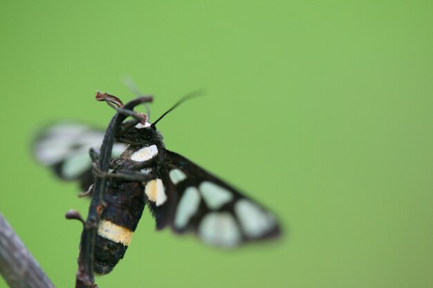 Dark butterfly on a dry branch