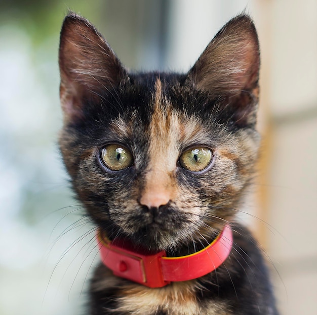 Dark cat with red collar. Kitten by the window.