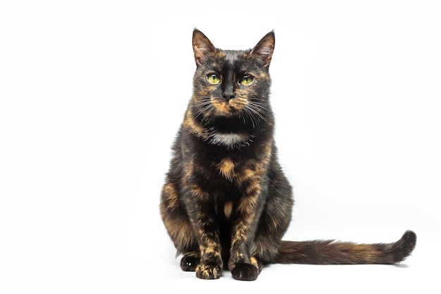 Dark cat with white and red sitting looking at the camera isolator