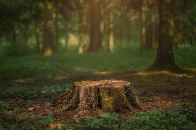 Dark coniferous forest with old spruce and pine trees