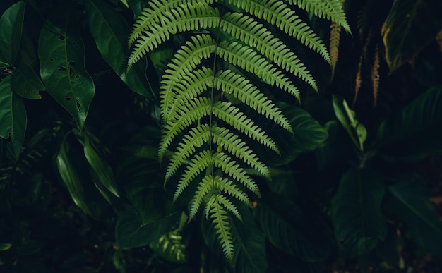 Dark fern leaves in the forest foliage background