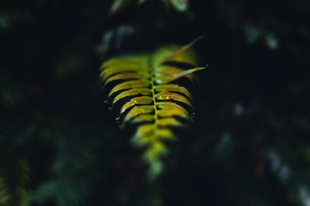 Dark fern leaves in the tropical rainy season