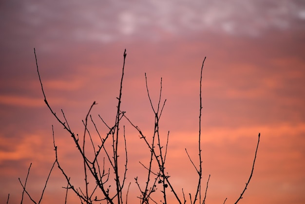 Dark foliage of small trees and bush against bright colorful sunset sky with vivid clouds illuminated with setting sun light