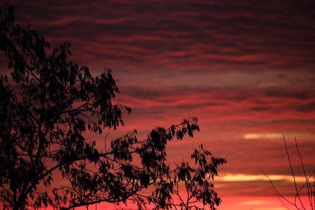 Dark foliage of small trees and bush against bright colorful sunset sky with vivid clouds illuminated with setting sun light